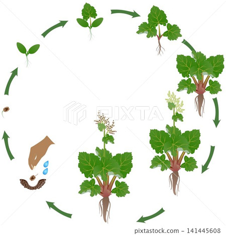 Life cycle of rhubarb plant growth on a white background. Life cycle of rhubarb plant growth on a white background. 141445608