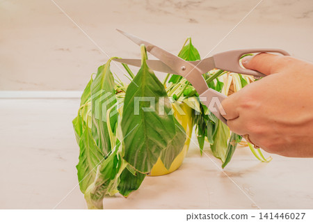 Close up view of hand cutting wilted dry spathiphyllum leaf with scissors for houseplant care and indoor flower rehabilitation treatment procedure concept Close up view of hand cutting wilted dry spathiphyllum leaf with scissors for houseplant care and indoor flower rehabilitation treatment procedure concept 141446027