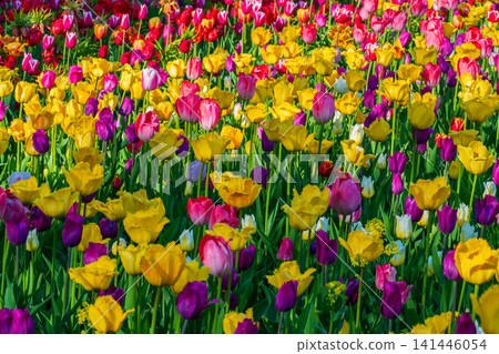 Yellow, pink and purple tulips blooming in field. Beautiful flowers in full bloom. Spring background for your projects. Yellow, pink and purple tulips blooming in field. Beautiful flowers in full bloom. Spring background for your projects. 141446054