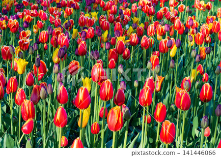 Red tulips blooming in field. Beautiful flowers grow in sunny garden. Vibrant spring atmosphere background. Red tulips blooming in field. Beautiful flowers grow in sunny garden. Vibrant spring atmosphere background. 141446066
