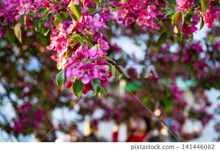Pink flowers blooming on apple tree branch in sunny garden against blue sky. Beautiful vibrant blossoms grow in spring park. Natural background for your designs. 141446082