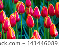 Vibrant pink and yellow tulips bloom close up in spring garden. Beautiful colorful flowers on blurry green background. Soft natural light concept. Floral landscape background for your projects. 141446089