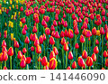 Vast field of tulips bursts with red and yellow blooms, their petals vivid against lush green foliage. Colorful landscape radiates vibrancy and natural harmony. Natural background for your designs. 141446090