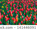 Vibrant red tulips with yellow edges bloom in dense field. Beautiful bright spring flowers background on sunny day. Nature abundance concept. 141446091
