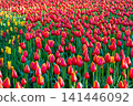 Bright red tulips with yellow edges bloom in park. Beautiful spring flowers background on sunny day. Nature abundance concept. 141446092