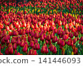 Endless field of red tulips blooming in golden sunset light. Beautiful dense floral background for spring design. Concept of warmth and abundance. Natural background for your projects. 141446093