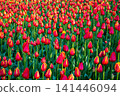Massive field of red tulips with yellow tips blooming on sunny spring day. Concept of growth and endless nature. Beautiful colorful floral background for your projects. 141446094