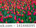 Dense field of bright red tulips with yellow stripes blooming in spring. Nature vitality concept. Beautiful colorful floral background for your projects. 141446095