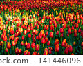 Endless field of red tulips blooming in warm sunlight. Beautiful dense floral background for spring design. Concept of warmth and abundance. 141446096
