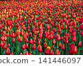 Endless field of red tulips with yellow stripes blooming in park on sunny day. Nature vitality concept. Beautiful dense floral background for spring design. 141446097