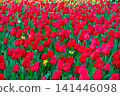 Dense field of vibrant red tulips blooming among green leaves with accidental yellow flowers. Beautiful floral pattern background for spring designs. Nature harmony concept. 141446098