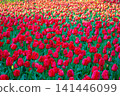 Dense field of vibrant red tulips blooming among green leaves in spring park. Nature harmony concept. Beautiful floral pattern background for your designs. 141446099