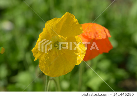 Poppy flowers Poppy flowers 141446290