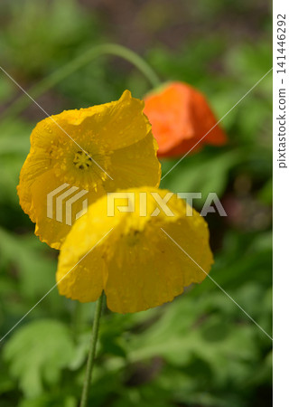 罌粟花 罌粟花 141446292