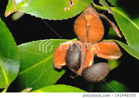 Camellia nuts Camellia nuts 141446370