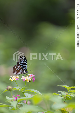 在多摩動物園昆蟲生態園，蝴蝶正在花朵上吸食花蜜。 141446984