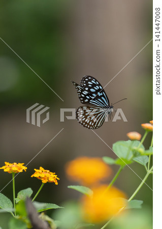 Butterflies sipping nectar from flowers at the Tama Zoological Park Insect Ecology Garden. Butterflies sipping nectar from flowers at the Tama Zoological Park Insect Ecology Garden. 141447008