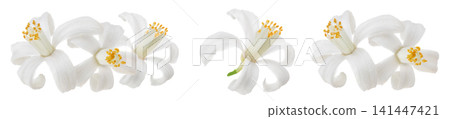 citrus flower isolated on white background citrus flower isolated on white background 141447421