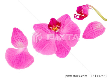 pink phalaenopsis orchid flower isolated on white background 141447432