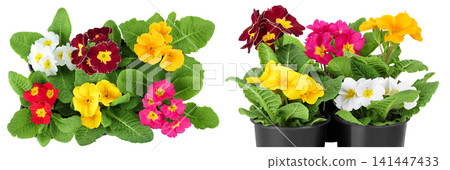 multi-colored primrose isolated on white background. Top view. Flat lay multi-colored primrose isolated on white background. Top view. Flat lay 141447433