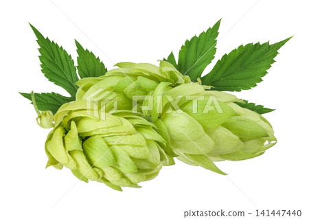 Hop cones isolated on white background. Beer brewing ingredients Hop cones isolated on white background. Beer brewing ingredients 141447440