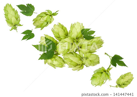 Hop cones isolated on white background. Beer brewing ingredients. Top view. Flat lay Hop cones isolated on white background. Beer brewing ingredients. Top view. Flat lay 141447441