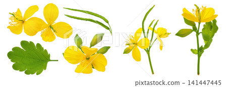 Celandine flower isolated on white background Celandine flower isolated on white background 141447445
