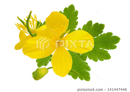 Celandine flower isolated on white background. Top view. Flat lay Celandine flower isolated on white background. Top view. Flat lay 141447446