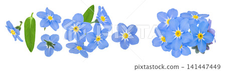 forget-me-not flowers isolated on white background. Top view. Flat lay forget-me-not flowers isolated on white background. Top view. Flat lay 141447449