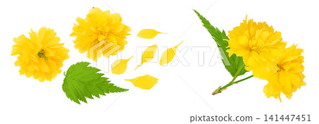 Yellow flower of kerria japonica isolated on white background. Top view. Flat lay Yellow flower of kerria japonica isolated on white background. Top view. Flat lay 141447451