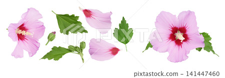 Pink hibiscus flower isolated on white background. Top view. Flat lay. Pink hibiscus flower isolated on white background. Top view. Flat lay. 141447460