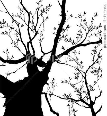Silhouette of willow tree branch. Not AI, vector illustration. Silhouette of willow tree branch. Not AI, vector illustration. 141447500
