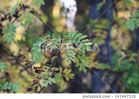 Rowan tree foliage during autumn with vibrant leaves and soft natural lighting. Nature, botany, seasonal background, and outdoor environment concept. Rowan tree foliage during autumn with vibrant leaves and soft natural lighting. Nature, botany, seasonal background, and outdoor environment concept. 141447528