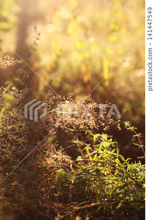 Golden sunlight highlights wild grass blades across a lush summer field. Golden sunlight highlights wild grass blades across a lush summer field. 141447549