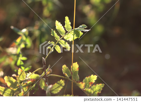 Close-up view of rowan tree leaves glowing in autumn sunlight. Sorbus aucuparia foliage creating a colourful nature scene with seasonal textures and warm tones. 141447551