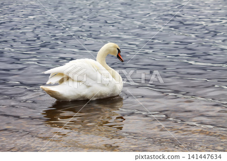 Cygnus olor mute swan swimming gracefully on calm lake water with soft reflections. Cygnus olor mute swan swimming gracefully on calm lake water with soft reflections. 141447634
