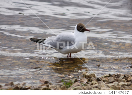Chroicocephalus ridibundus in flight over a lake, showing red bill and elegant wing shape. 141447637