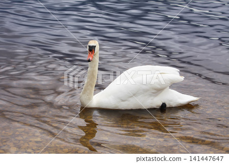 Close view of Cygnus olor showing long neck and orange beak while swimming. 141447647
