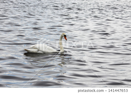 Mute swan floating on still water with gentle ripples and mirrored reflection. Mute swan floating on still water with gentle ripples and mirrored reflection. 141447653