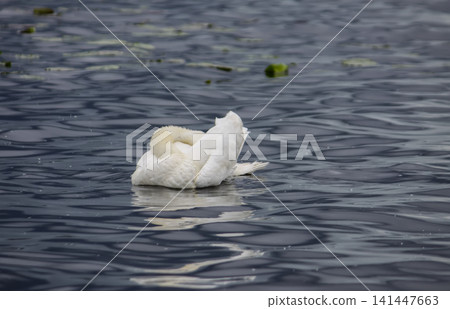 Cygnus olor moving smoothly through a quiet river in natural daylight. 141447663