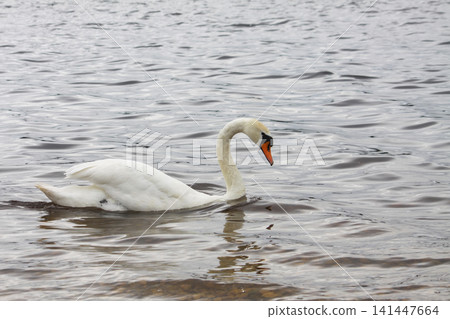 Wildlife scene featuring a graceful swan swimming in a peaceful wetland environment. 141447664