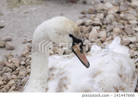 Elegant mute swan resting on the riverbank, showing long neck and white plumage. 141447666