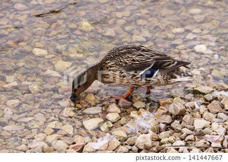 Calm wildlife moment showing a female duck beside a pond. Calm wildlife moment showing a female duck beside a pond. 141447667