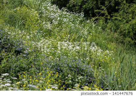 Anthriscus sylvestris cow parsley blooming in a lush meadow with delicate white umbels. 141447676