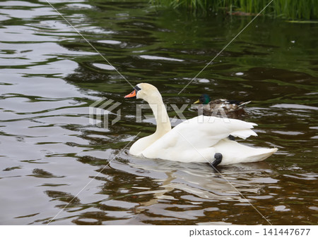 Elegant Cygnus olor gliding across a lake with calm and serene atmosphere. Elegant Cygnus olor gliding across a lake with calm and serene atmosphere. 141447677