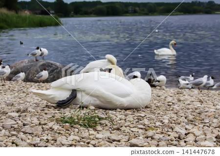 Mute swan standing near mallard ducks on a gravel-covered riverside with natural stone textures. Mute swan standing near mallard ducks on a gravel-covered riverside with natural stone textures. 141447678