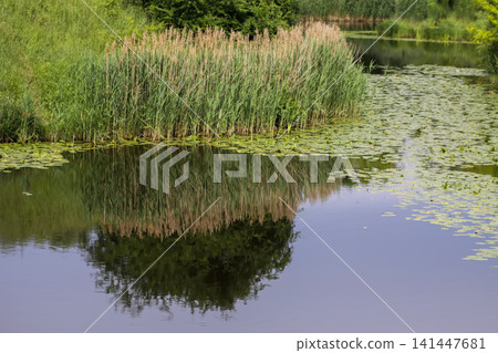 Natural water body with reeds across calm reflective water. Natural water body with reeds across calm reflective water. 141447681