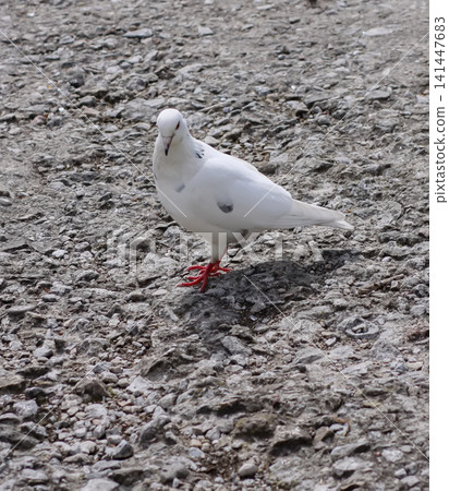 Urban wildlife scene featuring Columba livia walking across a paved surface. Pigeon bird. Urban wildlife scene featuring Columba livia walking across a paved surface. Pigeon bird. 141447683