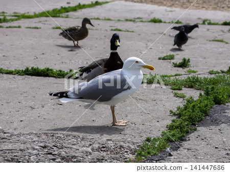 Summer bird scene with black-headed gull colony near water in calm outdoor environment. Summer bird scene with black-headed gull colony near water in calm outdoor environment. 141447686
