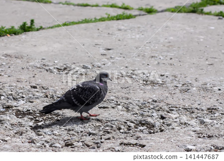 Detailed view of a pied pigeon with dark plumage and expressive appearance. Detailed view of a pied pigeon with dark plumage and expressive appearance. 141447687